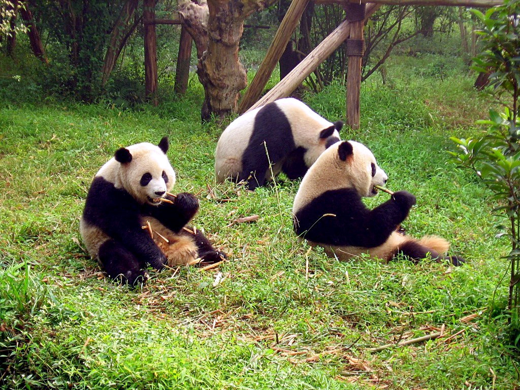 Giant Panda Base in Chengdu