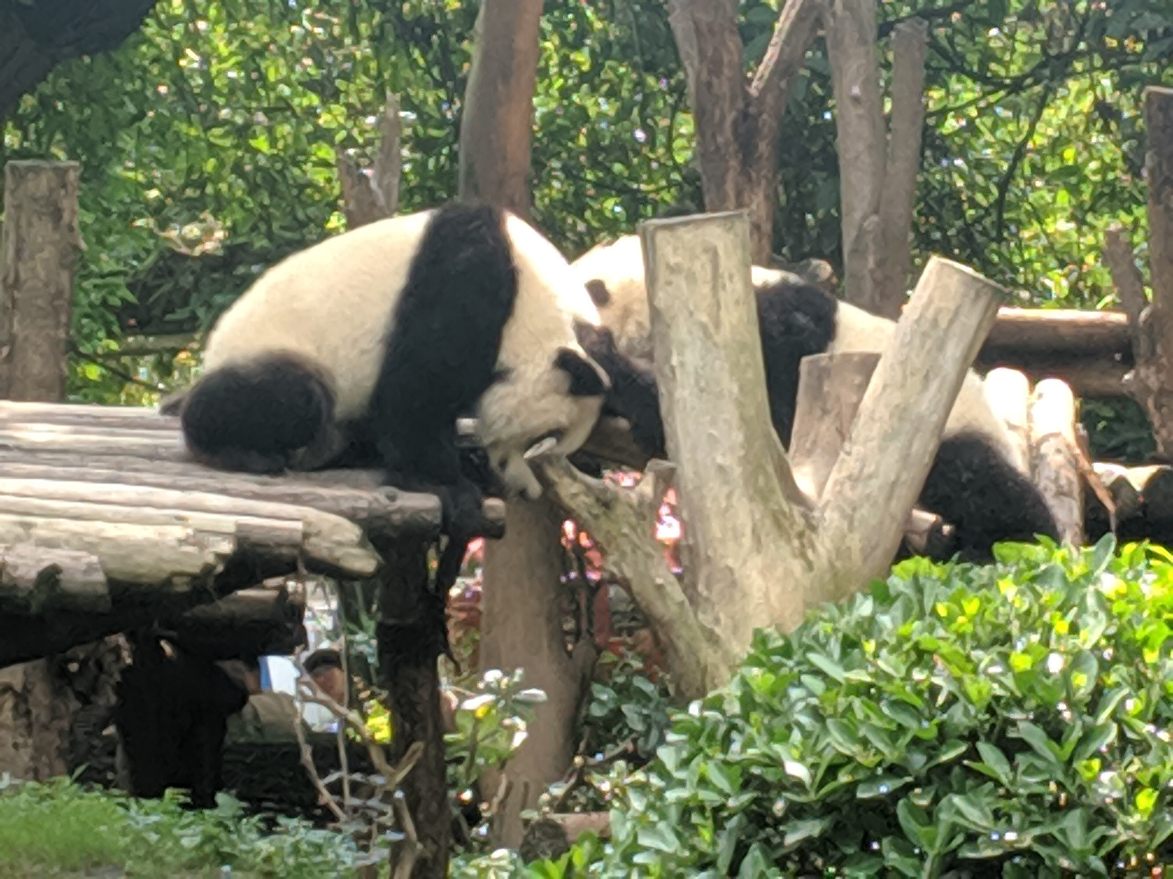 Giant Panda Base in Chengdu