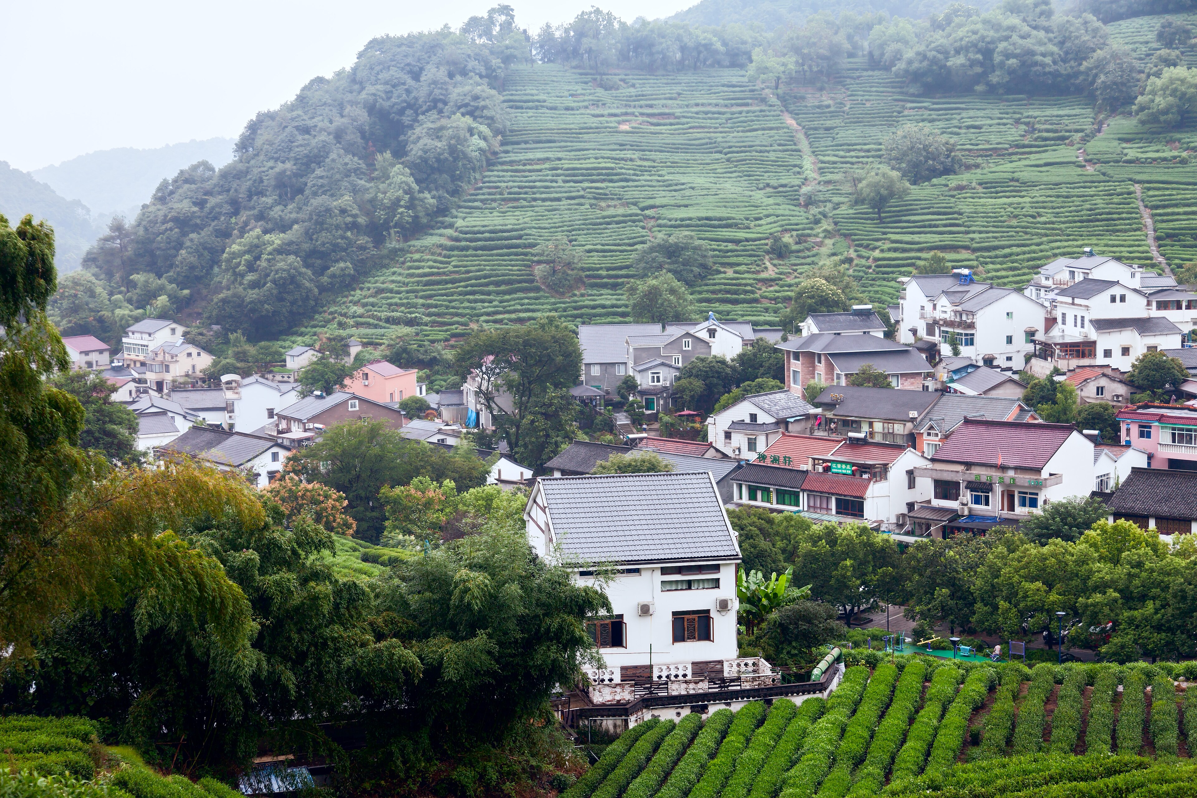 Longjing Tea Village in Hangzhou