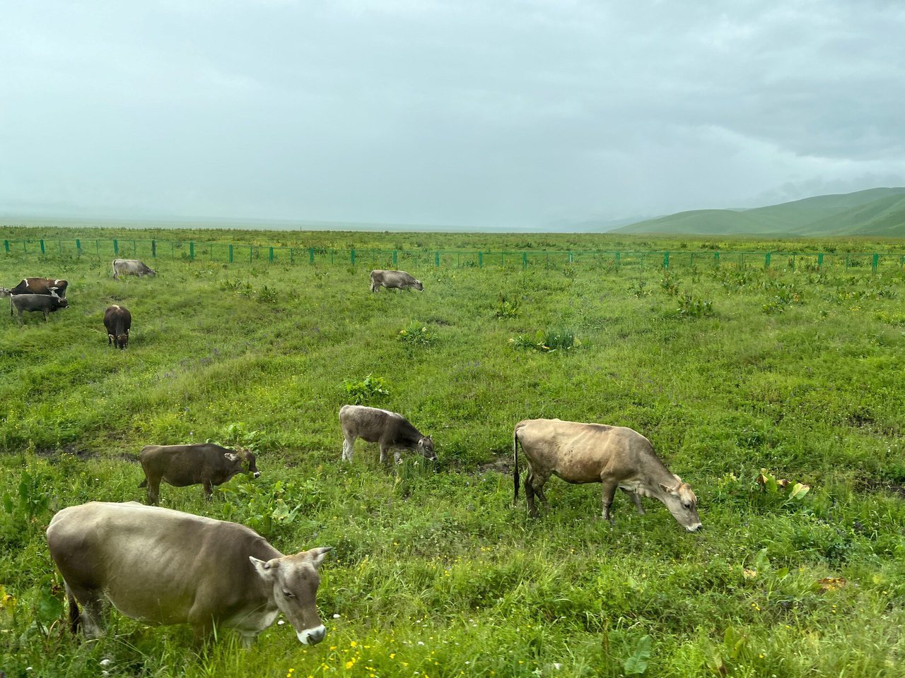 Grassland scenery at Narat