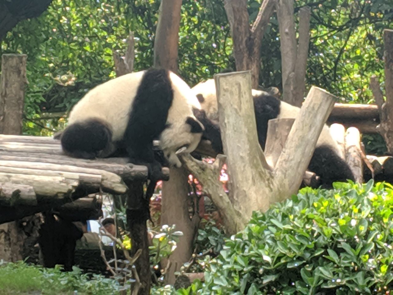 Giant Panda Base
