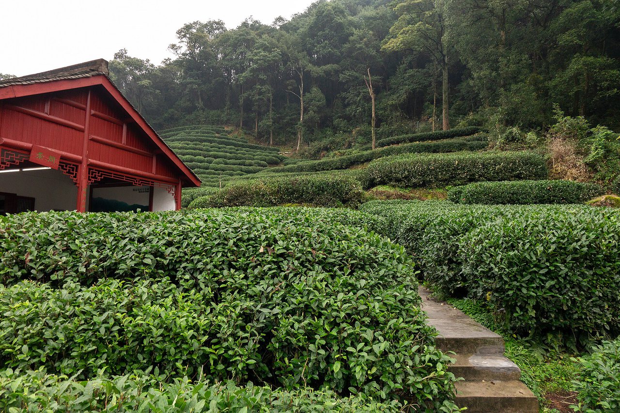 Longjing Tea Village in Hangzhou